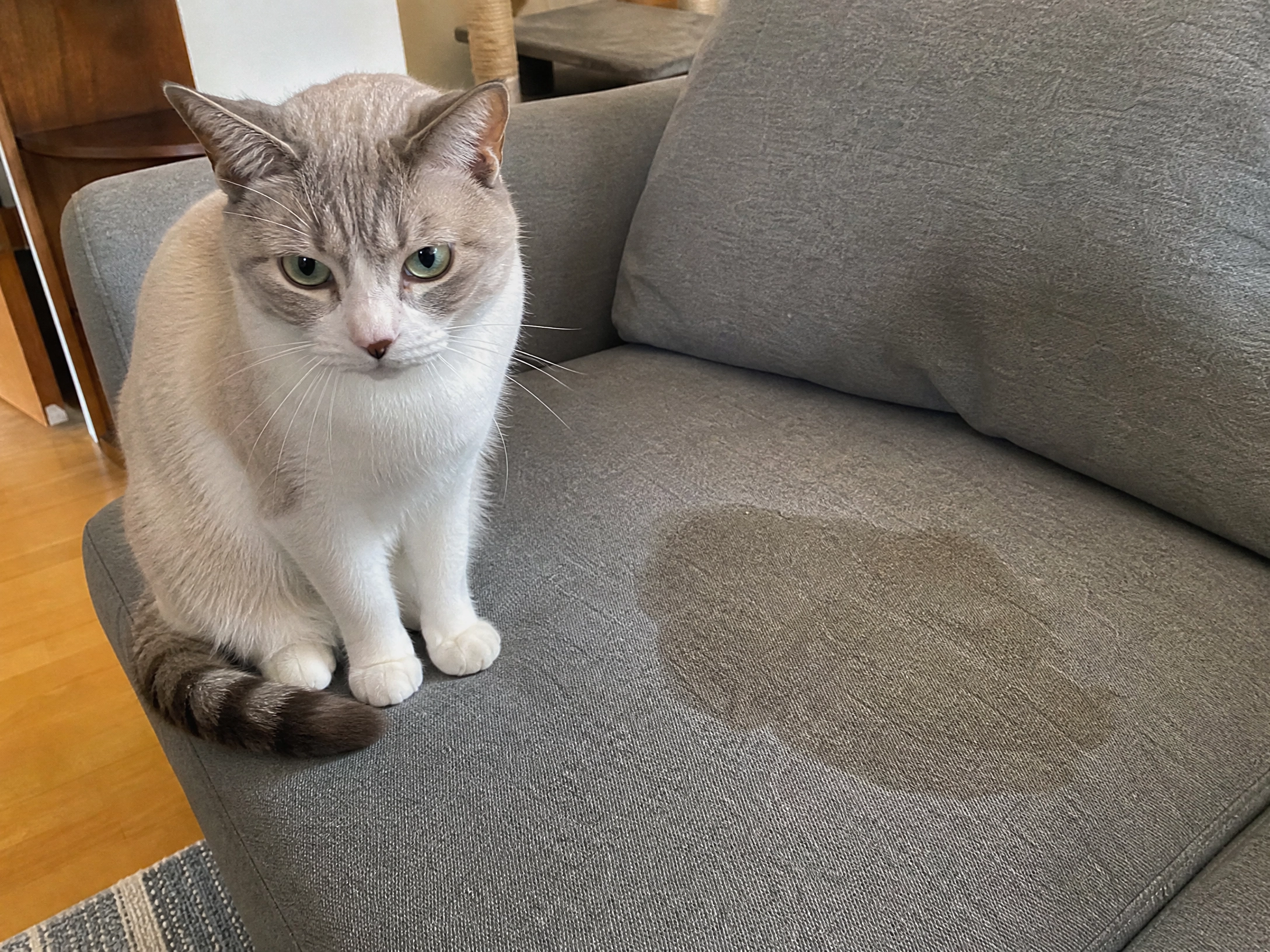 Gato de Vale R.