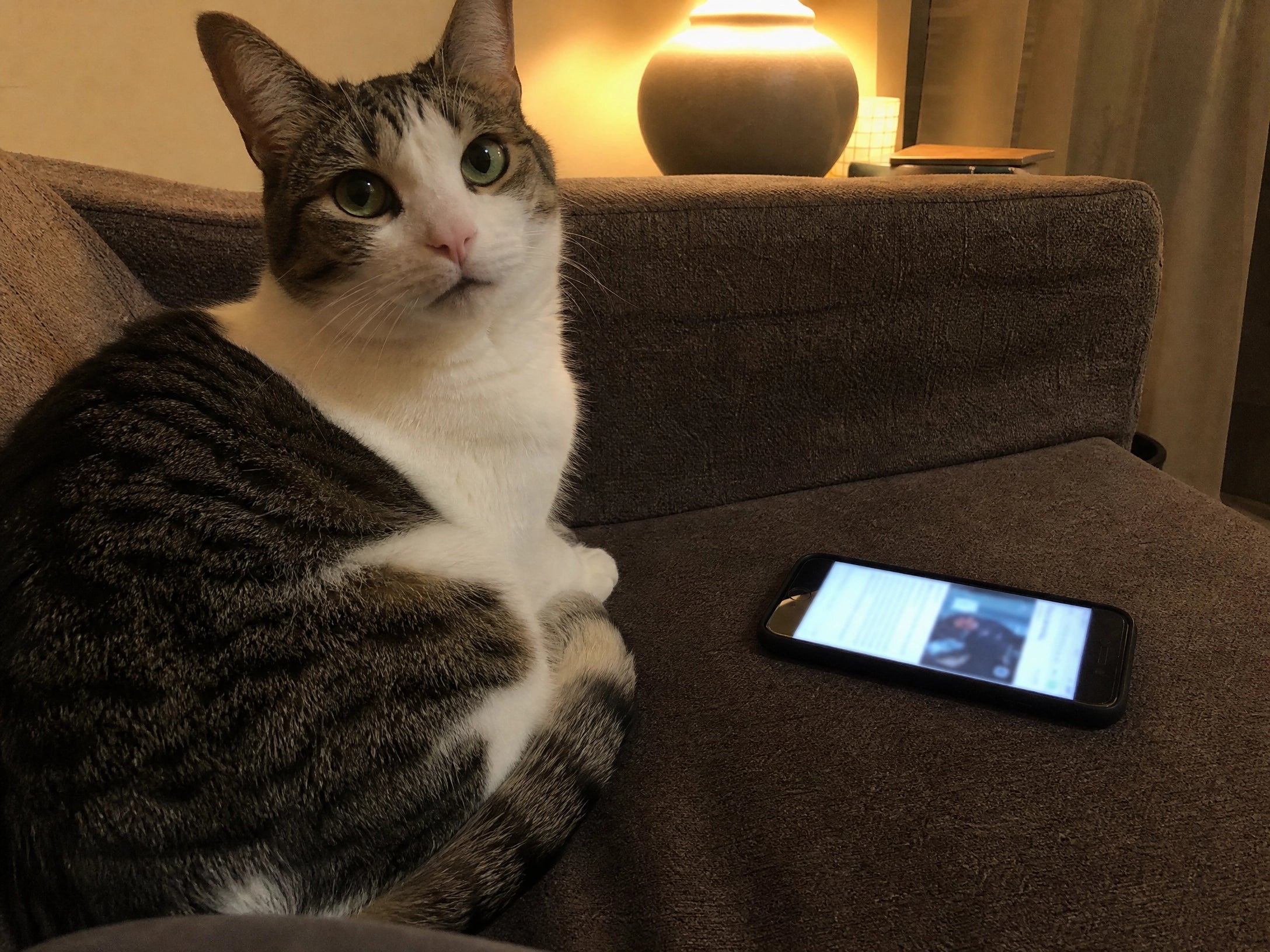 Gato de Marcos V.